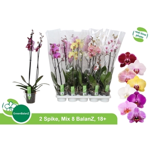 PHAL GEM 8 KL