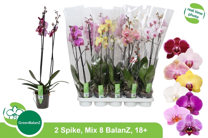 <h4>PHAL GEM 8 KL</h4>