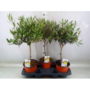 Olea europaea