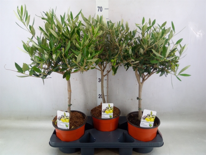 <h4>Olea europaea</h4>