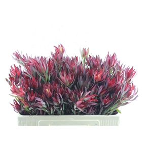 Leucad Sal Blush