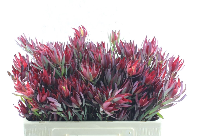 <h4>Leucad Sal Blush</h4>