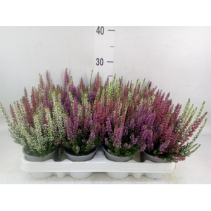 Calluna vulg. 'Beauty L'  ..mix 3/p