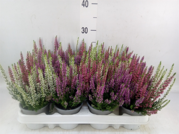 <h4>Calluna vulg. 'Beauty L'  ..mix 3/p</h4>