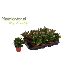 Schlumbergera - 7 cm - mix Miniplanten