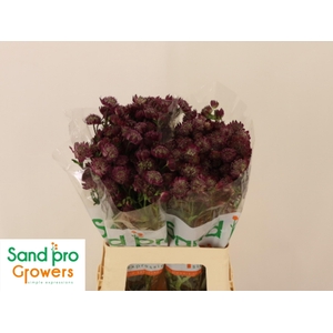 ASTR MAG DIAMONDS RD