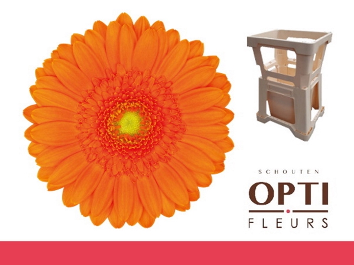 <h4>Germini Max Water</h4>