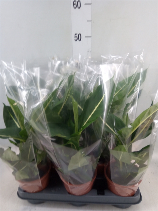 <h4>Dieffenbachia  'Green Magic'</h4>