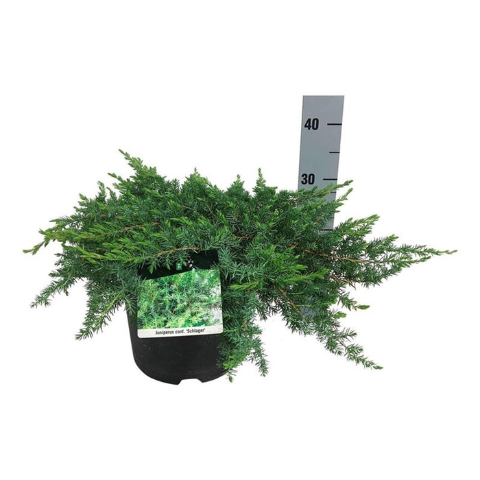 <h4>Juniperus conferta 'Schlager'</h4>