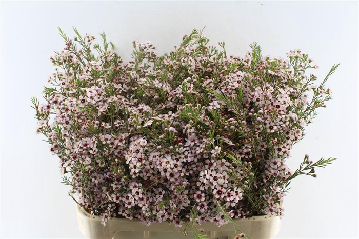 <h4>Chame Un Pink Dream</h4>