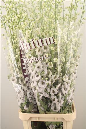 <h4>Delph El Dewi Rocket</h4>