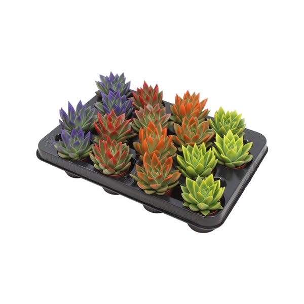 <h4>Echeveria coloured festival mix</h4>