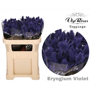 Eryngium Supernova Violet 70cm