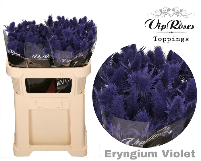 <h4>Eryngium Supernova Violet 60cm</h4>