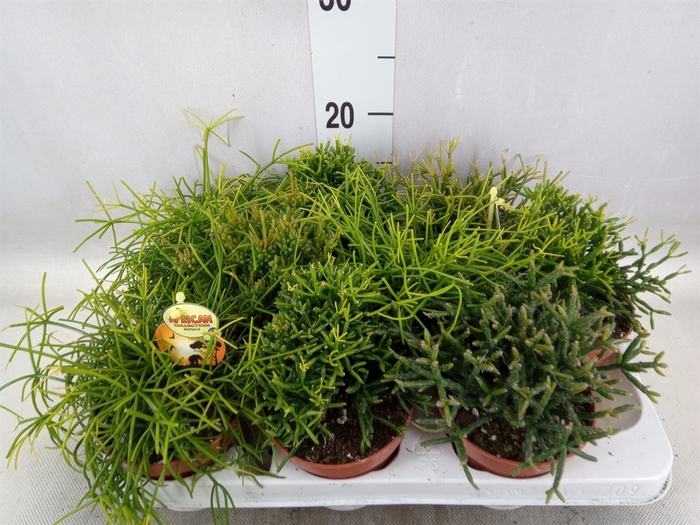 <h4>Rhipsalis   ...mix</h4>