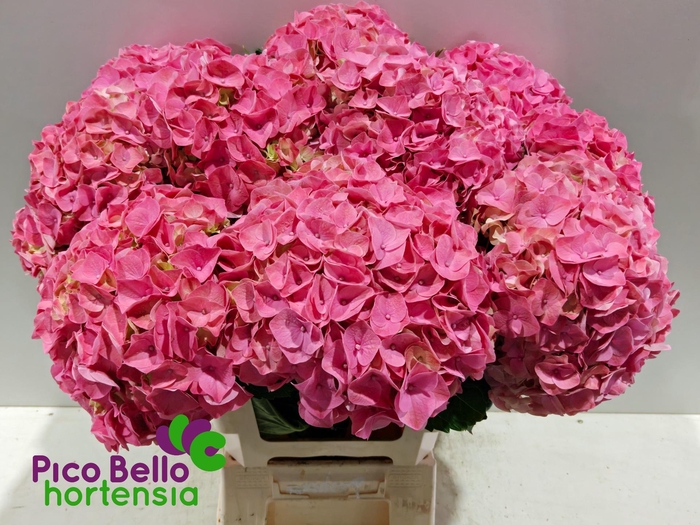 <h4>HYDR M MY RIVIERA</h4>