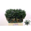 Eryngium Orion Qstar 60cm