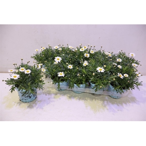 arr8 Arg La Rita C White