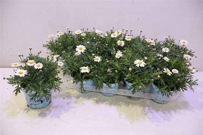 <h4>Arg La Rita C White</h4>