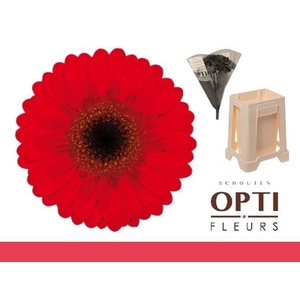 Germini Nirvana Water