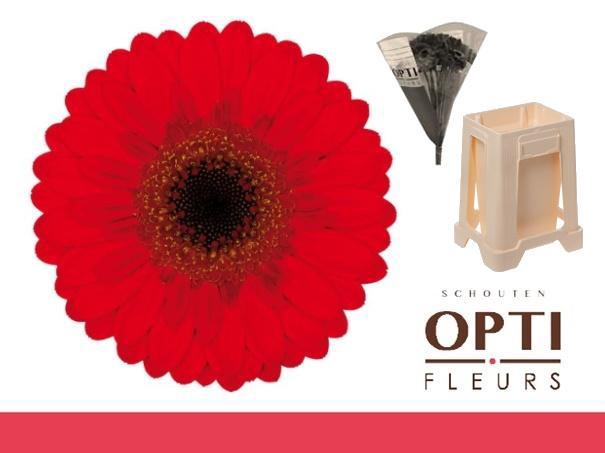 <h4>Germini Nirvana Water</h4>