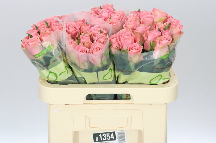 <h4>Rosa Gr Hermosa</h4>