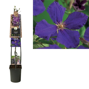 Clematis 'Jackmanii' +3.0 label