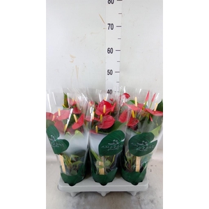 Anthurium andr. 'Aroha'