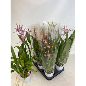 BRASSIA SUMMER DREAM