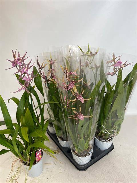 <h4>BRASSIA SUMMER DREAM</h4>
