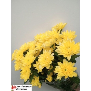 CHR T BALTICA YELLOW