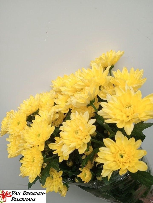 <h4>CHR T BALTICA YELLOW</h4>