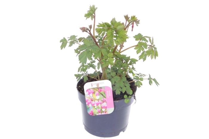 Dicentra spectabilis