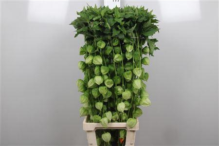 <h4>Physalis Lampion Tak</h4>