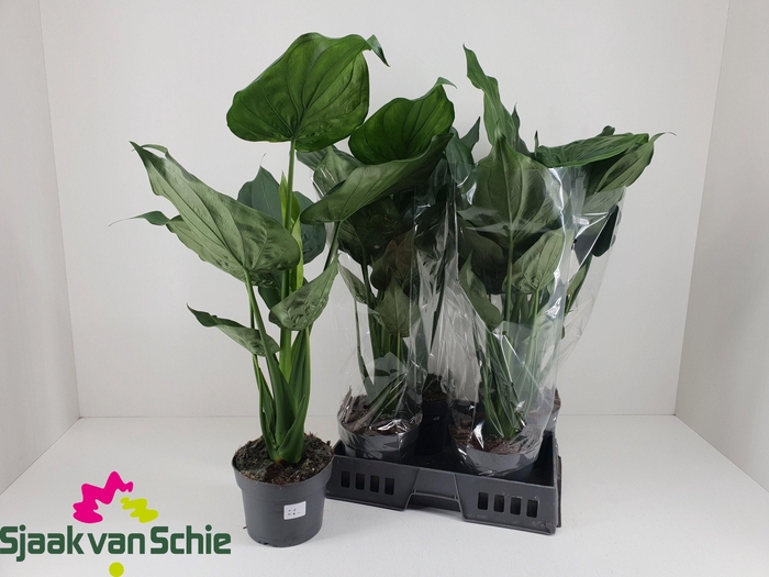 <h4>ALOC CUCULLATA</h4>