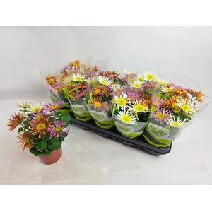 CHRYS SPL INT GEM PT