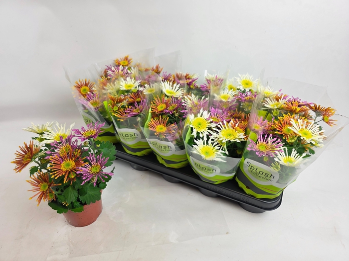 <h4>CHRYS SPL INT GEM PT</h4>