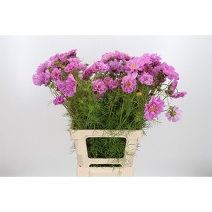 Cosmos Bipinnatus Pink
