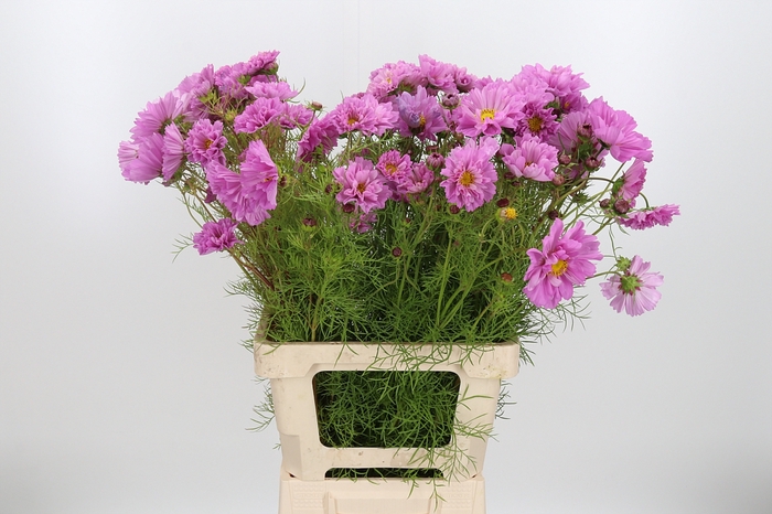 <h4>Cosmos Bipinnatus Pink</h4>