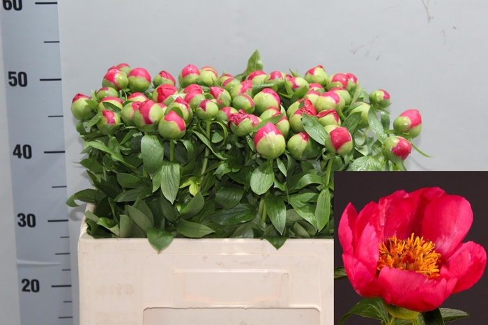 <h4>PAEO HH FLAME</h4>