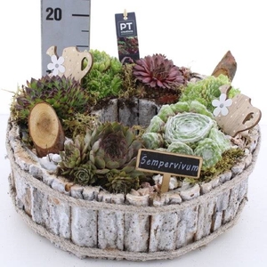 ARR SEMPERVIVUM