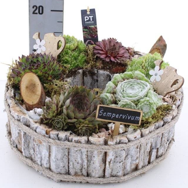<h4>ARR SEMPERVIVUM</h4>