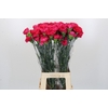 Dianthus St Bizet