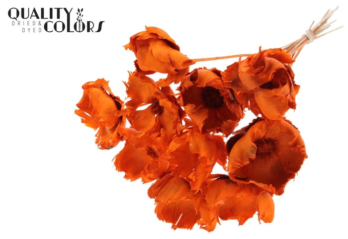 Palm cup on stem Bleached  Orange