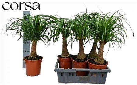 <h4>Beaucarnea Recur</h4>