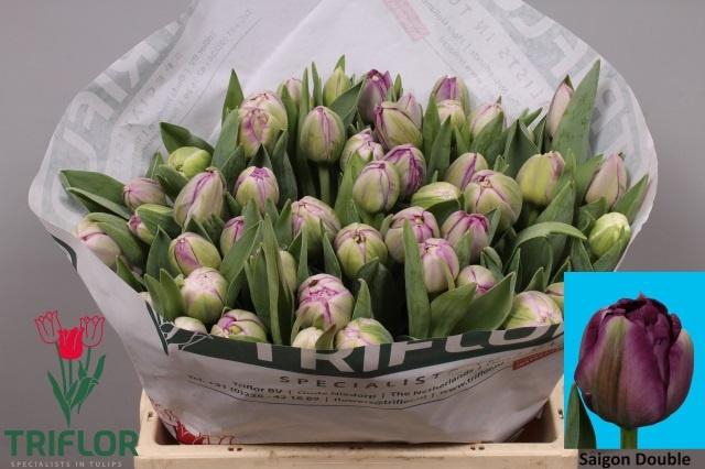 <h4>TU DU SAIGON DOUBLE</h4>