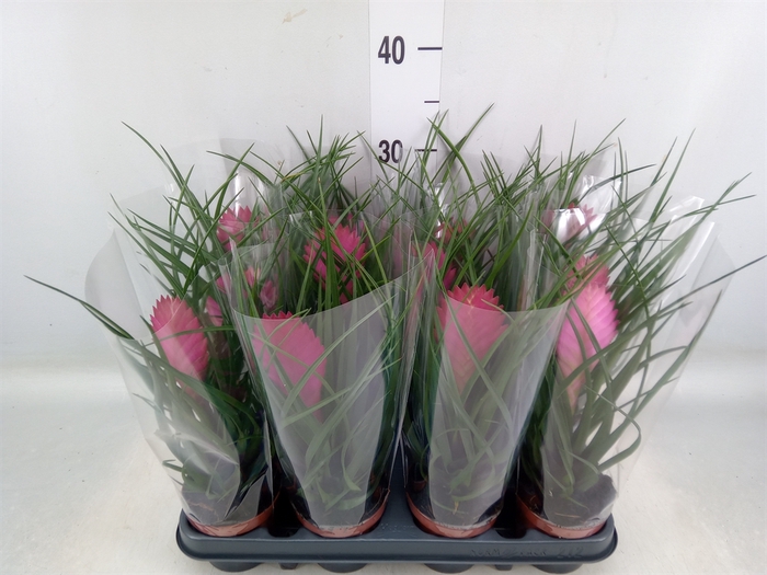 <h4>Tillandsia cyanea 'Anita'</h4>