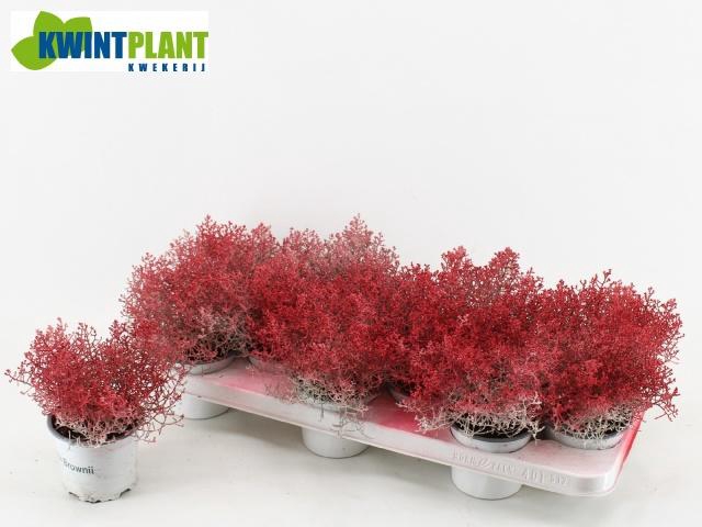 <h4>LEUCOPH BROWNII</h4>