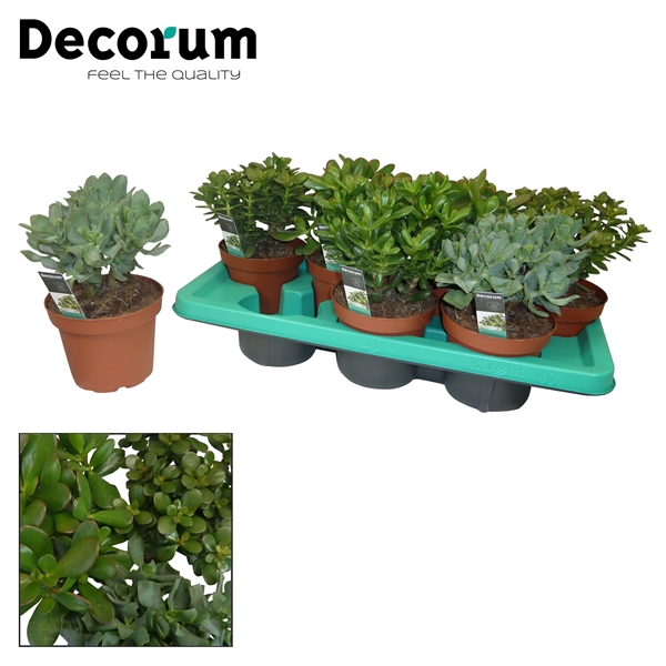 <h4>Crassula mix 4 soorten</h4>