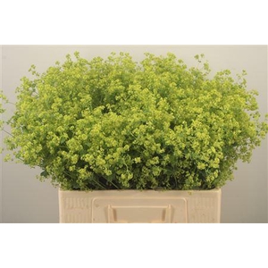 Alchemilla M Robustica